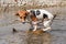 Small Jack Russell terrier walking near shallow river shore, exploring water and wet stones, carrying thin wooden branch