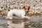 Small Jack Russell terrier walking near shallow river shore, exploring water and wet stones, carrying thin wooden branch