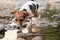 Small Jack Russell terrier walking near shallow river shore, exploring water and wet stones, closeup detail