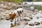 Small Jack Russell terrier walking near shallow river shore, exploring water and wet stones, closeup detail