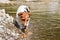 Small Jack Russell terrier walking near shallow river shore, exploring water and wet stones, closeup detail