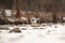 Small Jack Russell terrier wearing warm jumper running on snow covered river in spring, ice crystal spraying around her