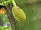 Small Jackfruit still attached to the jack tree