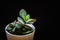 Small jade plant crassula ovata succulent plantlet on a black background.