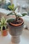 Small jade plant in decorative pot on a windowsill at home