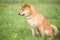 Small Japanese dog shiba inu in canine education with a sitting position