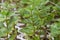 Small Japanese poplar seedlings.