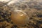 A small jellyfish swimming in shallow pools during low tide at Witsand, South Africa