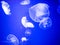 Small jellyfishes illuminated with blue light swimming in aquarium