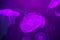 Small jellyfishes illuminated with violet light, high iso