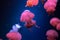 Small jellyfishes swimming in aquarium. Sea fish