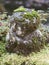 Small jizo or guardian deity of children in a moss-covered garden in Kyoto, Japan