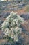 Small Joshua tree plant thriving in the grassland at Joshua Tree National Park