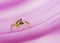 Small jumping spider