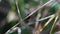 Small jumping spider crawling on a grass