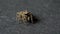 Small jumping spider on a grey background