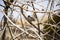 Small Junco Bird Amidst The Branches