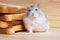 Small Jungar hamster near the bread toasts