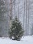 A small juniper tree standing in snowdrift