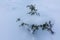 Small Juniper tree under the snow