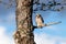 A small juvenile Hawk owl sitting on a branch in taiga forest