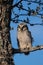 A small juvenile Hawk owl sitting on a branch in taiga forest
