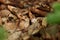 A small juvenile tree frog Rana sylvatica, also known as Lithobates sylvaticus sits on leaves in the forest. This young frog