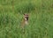 Small kangaroo hiding in high grass