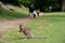 Small kangaroo in a natural park