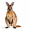 A small kangaroo standing on its hind legs. Generative AI image.