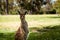 Small kangaroo standing and resting on green grass, Perth, Western Australia.