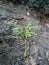 small karapincha plant with sun beem