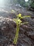 small karapincha plant with sun beem