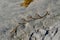 Small Kelp Brance on California Beach