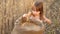 Small kid is playing grain in a sack in a wheat field. child with wheat in hand. baby holds the grain on the palm