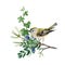 Small kinglet bird on juniper branch. Watercolor realistic illustration. Hand drawn wildlife bird. Golden-crowned