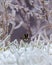 Small Kinglet perched on dry grass covered with ice on a cold winter day