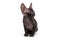 Small kitten black Cornish Rex