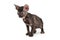 Small kitten breed Cornish Rex