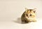 Small kitten of the British chinchilla breed. Little baby cat on white background. Babycat. Family cats and domestic kittens