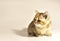 Small kitten of the British chinchilla breed. Little baby cat on white background. Babycat. Family cats and domestic kittens