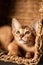 Small kitten cat of the Abyssinian breed sitting in bites wicker brown basket, looks up. Funny fur fluffy kitty at home. Cute