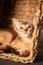 Small kitten cat of the Abyssinian breed sitting in bites wicker brown basket, looks up. Funny fur fluffy kitty at home. Cute