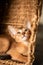 Small kitten cat of the Abyssinian breed sitting in bites wicker brown basket, looks up. Funny fur fluffy kitty at home. Cute