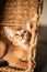 Small kitten cat of the Abyssinian breed sitting in bites wicker brown basket, looks up. Funny fur fluffy kitty at home. Cute