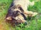 A small kitten climbs on the head of a lying dog