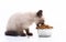 A small kitten eats cat food from a metal bowl. Pet shop and animal care, vitamins and balanced nutrition. Isolated on