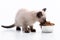 A small kitten eats cat food from a metal bowl. Pet shop and animal care, vitamins and balanced nutrition. Isolated on