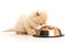 Small kitten eats from a steel bowl