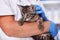 Small kitten held by veterinary healthcare professional, getting ready for examination